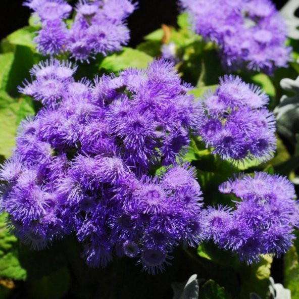 Ageratum Mexicanum Mavi Vapur Dumanı Çiçeği Tohumu 100 Tohum