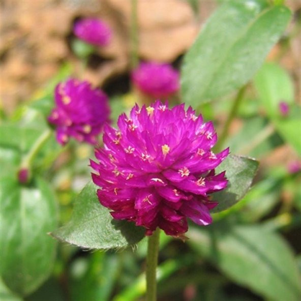 Gomphrena Globosa Koyu Pembe Medine Çiçeği Tohumu 50 Tohum