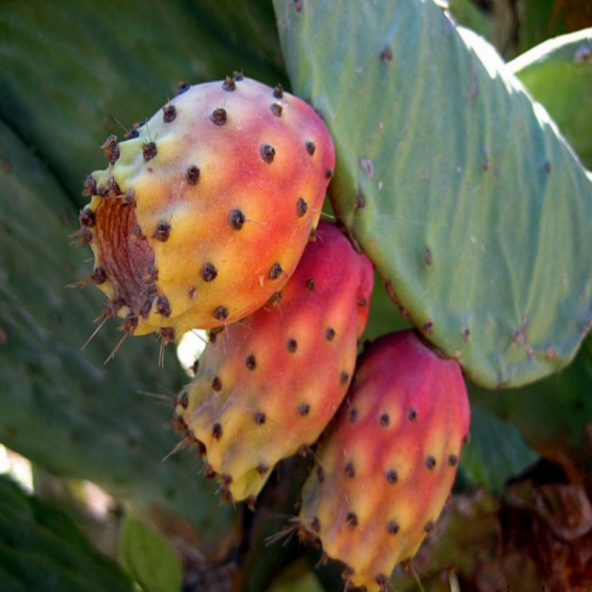 Frenk İnciri Dikenli İncir Tohumu 20 Tohum - Resim 3