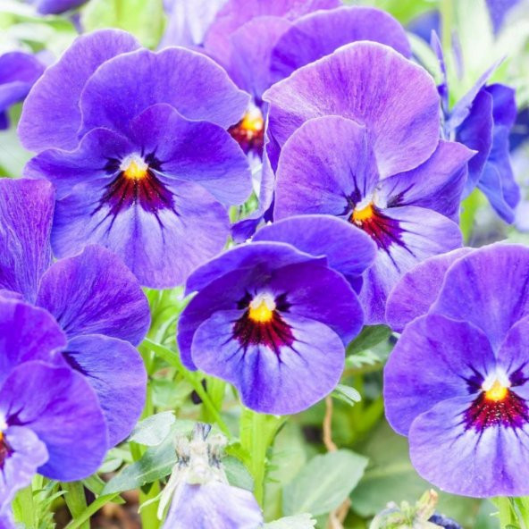 Blue Perfection Mavi Hercai Menekşe Çiçeği Tohumu 50 Tohum ürün görseli