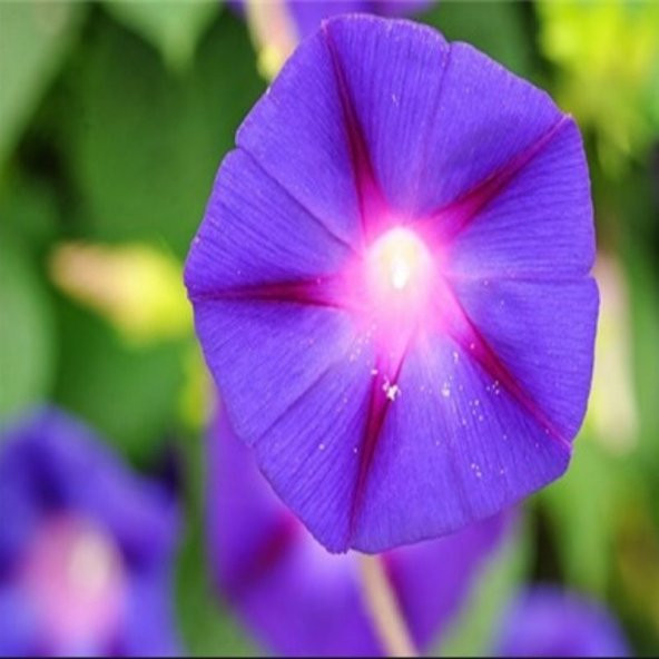 Feringa Gündüz Sefası Çiçeği Tohumu 10 Tohum ürün görseli