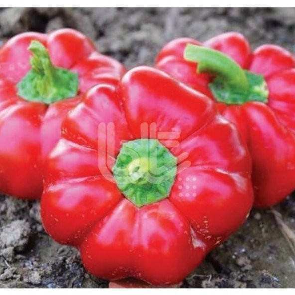 Özel Geleneksel Verimli Kamber Domates Biberi Tohumu 250 Tohum ürün görseli