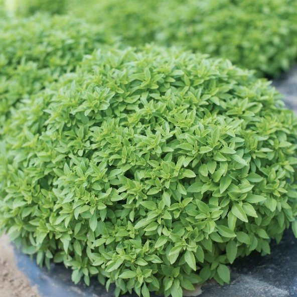 Limon Kokulu Fesleğen Tohumu 250 Tohum