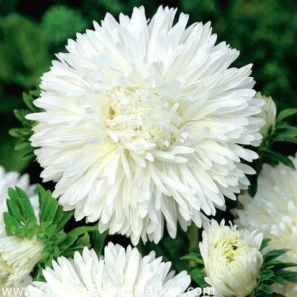 Bellis Perennis Beyaz Ponpon İngiliz Çayır Papatyası Çiçeği Tohum N11.5063 ürün görseli 1