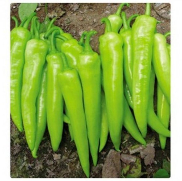 Doğal Geleneksel Yalova Çarliston Biber Tohumu 100 Tohum ürün görseli