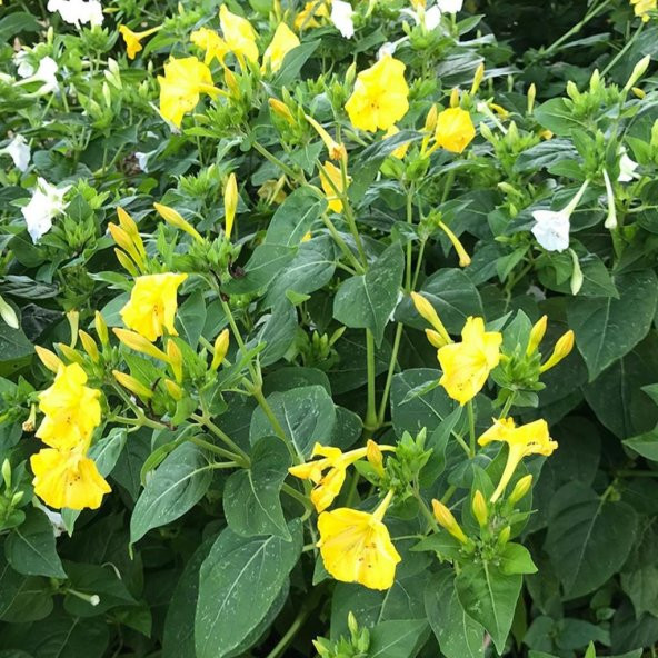Yellow Sarı Rüya Akşam Sefası Çiçeği Tohumu 20 Tohum