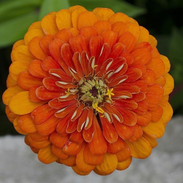 Super Yoga Elegans Orange Zinya Çiçeği Tohumu 40 Tohum ürün görseli