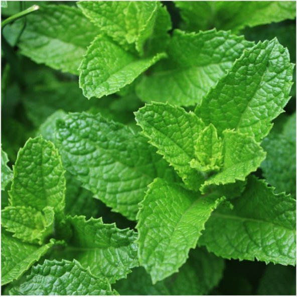 Doğal Spearmint Nane Tohumu 100 Tohum