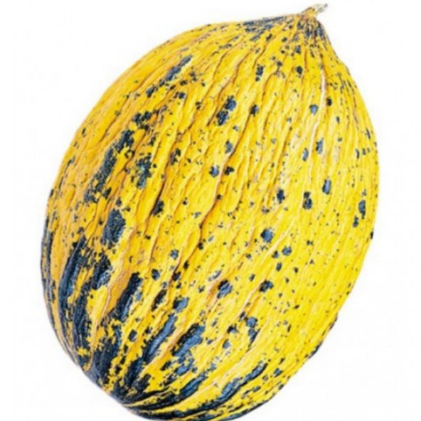 Doğal Kırkağaç 637 Altınbaş Kavun Tohumu 20 Tohum ürün görseli 1