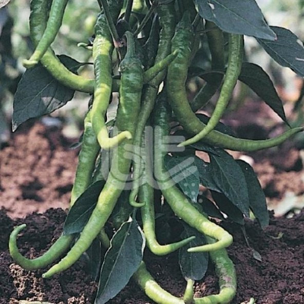 Yüksek Verimli Geleneksel Tatlı Sivri Çetinel 150 Biber Tohumu 2 ürün görseli