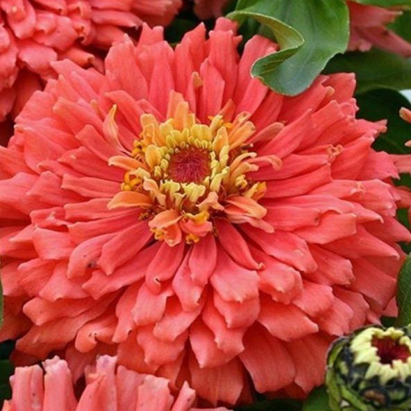 Super Yoga Salmon Zinya Çiçeği Tohumu 40 Tohum - Resim 5