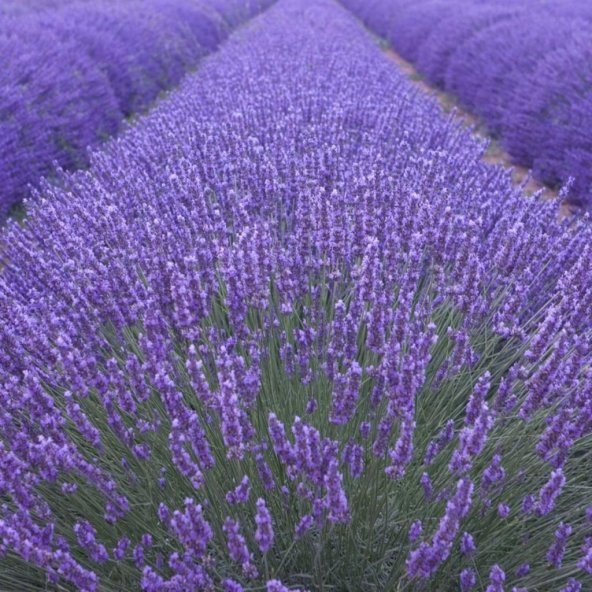 Doğal Angustifolia Lavanta Çiçeği Tohumu 40 Tohum