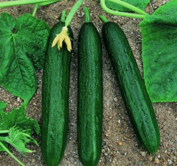 Doğal Kokulu Beith Alpha Salatalık Tohumu 20 Tohum