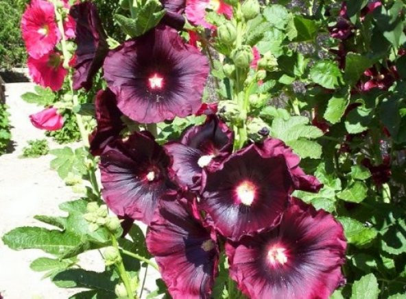 Bordo Hatmi Çiçeği Tohumu 50+ Tohum N11.1505