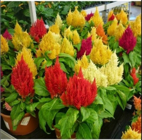 Karışık Horoz İbiği Çiçeği Tohumu 100+ Tohum N11.7599 ürün görseli