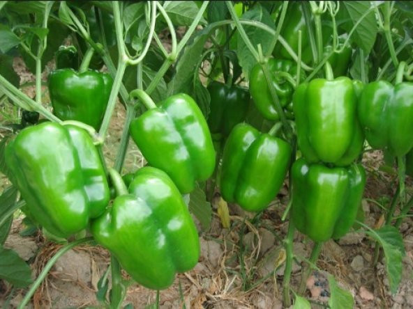 Dolmalık Biber Tohumu 100+ Tohum N11.8263 ürün görseli 1