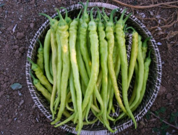 Sarı Sivri Çorbacı Biber Tohumu 100+ Tohum N11.8619 ürün görseli