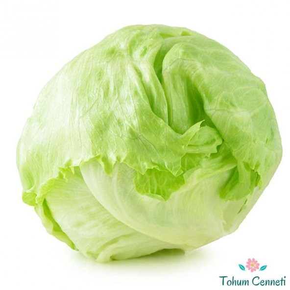 Iceberg Göbek Marul Tohumu 100 Tohum