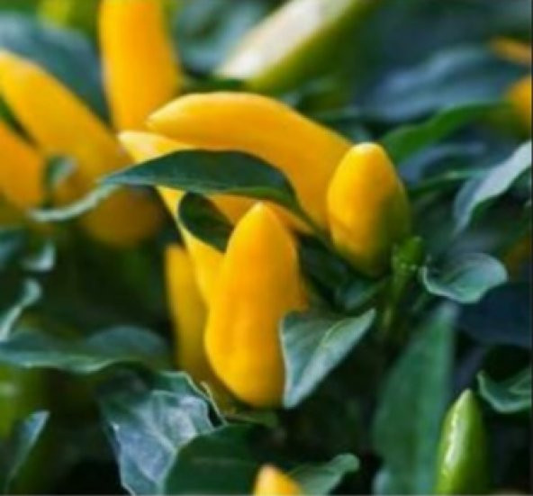 Sarı Süs Biber Tohumu 1000+ Tohum ürün görseli