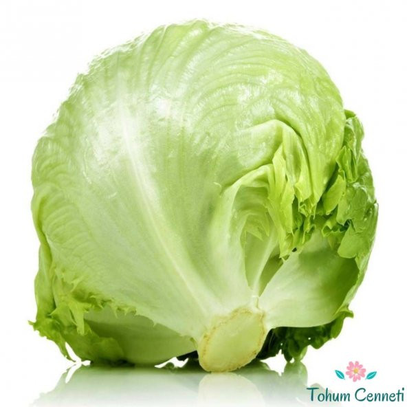 Iceberg Göbek Marul Tohumu 100 Tohum - Resim 2