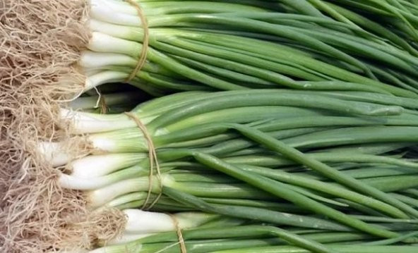 Yeşil Soğan Tohumu 500+ Tohum N11.6712 ürün görseli