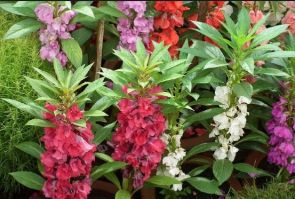 Kına Çiçeği Tohumu 30+ Tohum N11.3567 ürün görseli