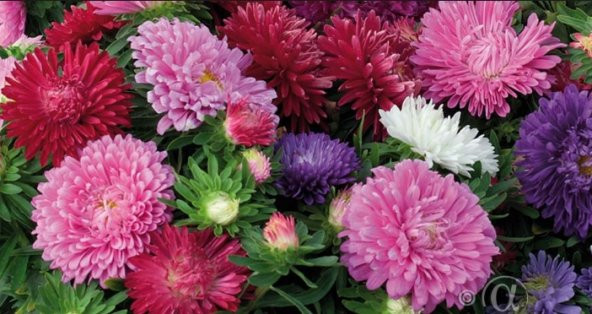 Aster Çiçeği Tohumu 50+ Tohum N11.8233