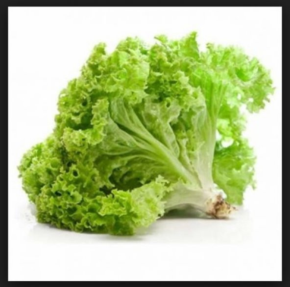 Kışlık Kıvırcık Marul Tohumu 1000+ Tohum ürün görseli