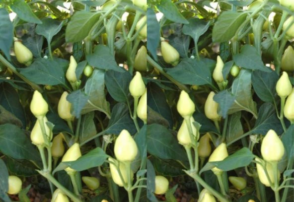 Misket Süs Biber Tohumu 300+ Tohum N11.6820 ürün görseli