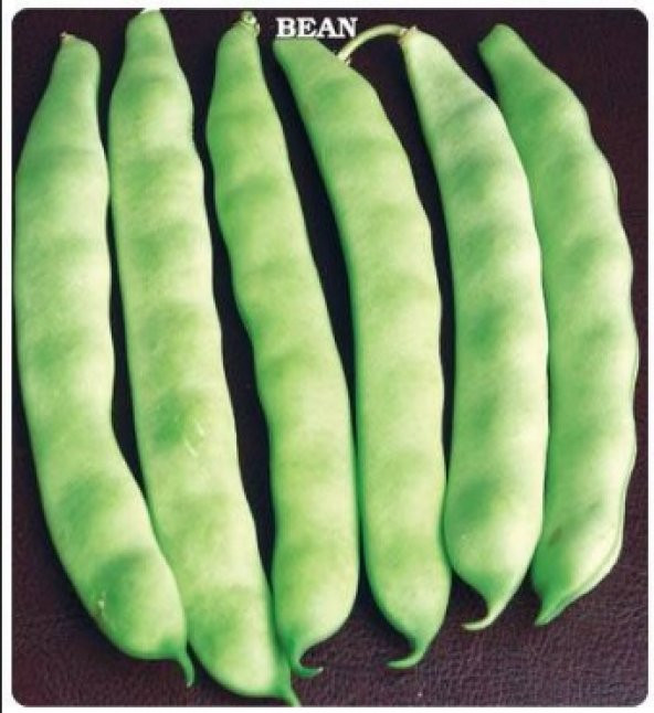 Simbo Oturak Fasulye Tohumu 50+ Tohum N11.4378 ürün görseli 1