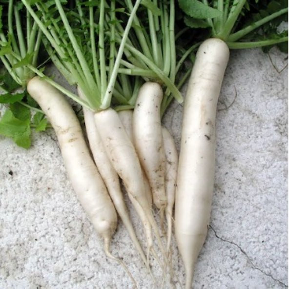 Japon Turp Tohumu 500+ Tohum N11.6585 ürün görseli