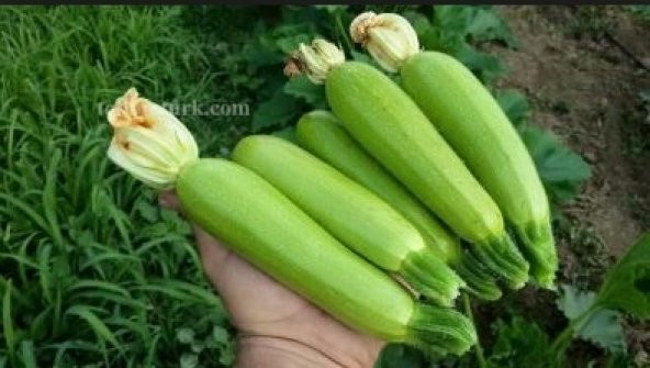 Sakız Beyaz Kabak Tohumu 100+ Tohum N11.7225 ürün görseli