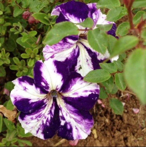 Mor Beyaz Petunya Çiçeği Tohumu 100+ Tohum N11.2252 ürün görseli