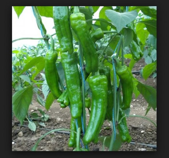 Mazamort Biber Tohumu 1000+ Tohum ürün görseli