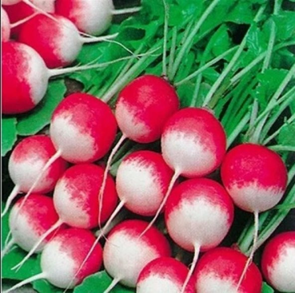 Kırmızı Beyaz Fındık Turp Tohumu 100+ Tohum N11.8281 ürün görseli