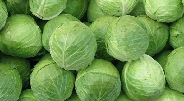 Beyaz Lahana Tohumu 100+ Tohum N11.8092 ürün görseli