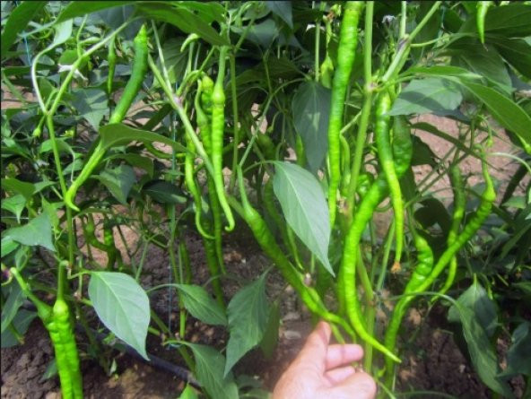 Acı Kıl Biber Tohumu 100+ Tohum N11.8417 ürün görseli