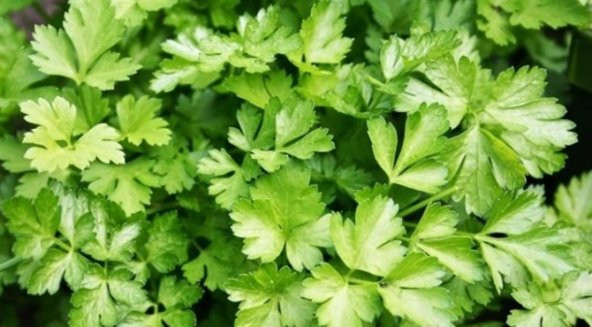 Geleneksel Maydanoz Tohumu 500+ Tohum N11.7525