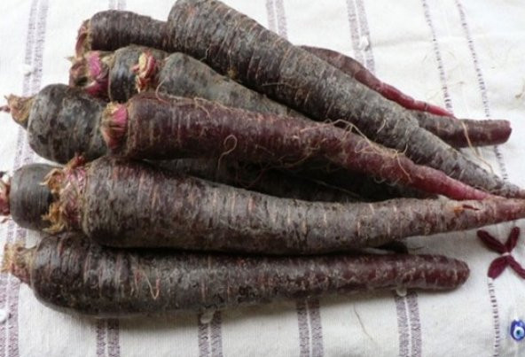 Mor Havuç Tohumu 500+ Tohum N11.4424 ürün görseli 1