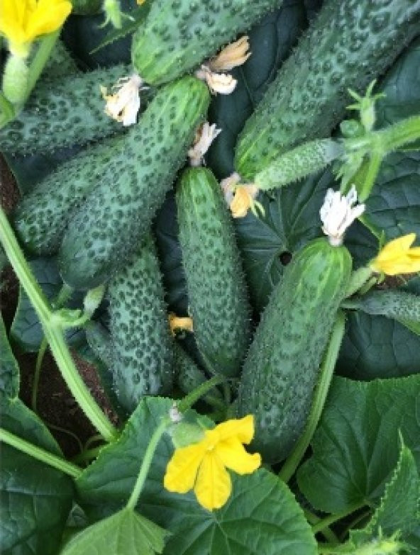 Kornişon Salatalık Tohumu 500+ Tohum N11.7936 ürün görseli 1