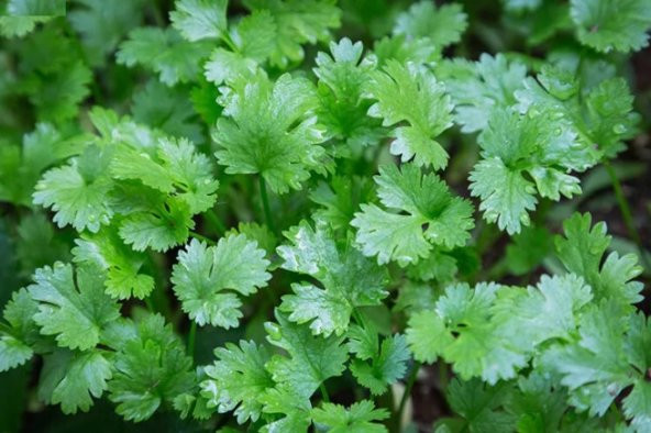 Kişniş Otu Tohumu 100+ Tohum N11.8179 ürün görseli