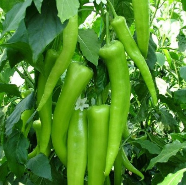 Çarliston Biber Tohumu 300+ Tohum N11.8212 ürün görseli