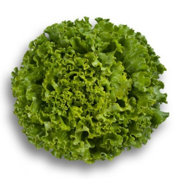 Arapsaçı Kıvırcık Marul Tohumu 100+ Tohum N11.7689 ürün görseli 1