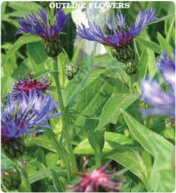 Kontur Çiçeği Tohumu 50+ Tohum N11.5489 ürün görseli