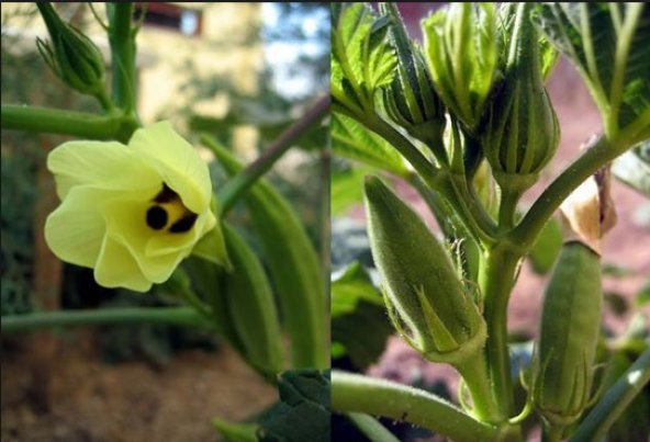 Sultani Bamya Tohumu 500+ Tohum N11.6734 ürün görseli