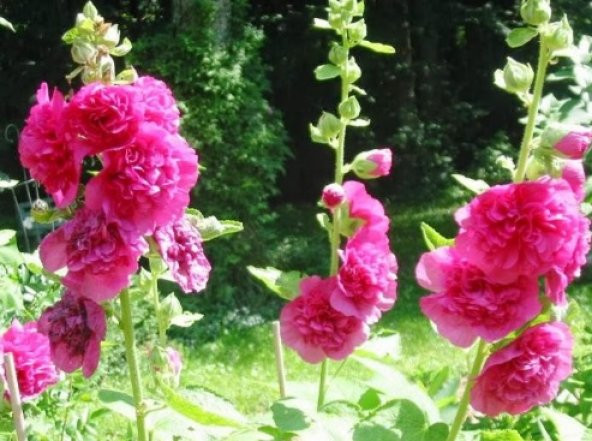 Pembe Hatmi Çiçeği Tohumu 50'' Tohum N11.1598