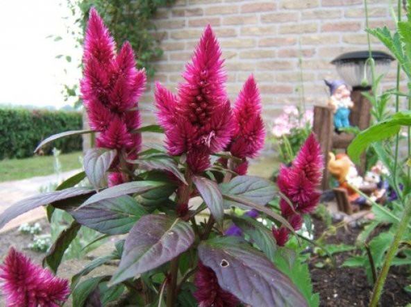 Horoz İbiği Çiçeği Tohumu 100+ Tohum N11.7597 ürün görseli