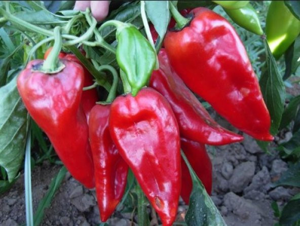 Kapya Biber Tohumu 100+ Tohum N11.8146 ürün görseli