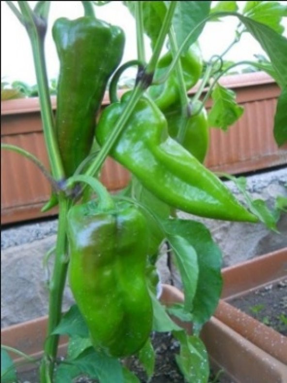 Pat Köy Biber Tohumu 100+ Tohum N11.8158 ürün görseli