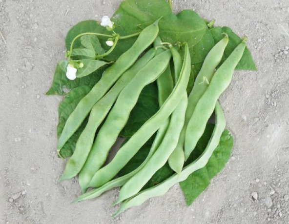 Öz Ayşe Sırık Fasulye Tohumu 15+ Tohum N11.7200 ürün görseli